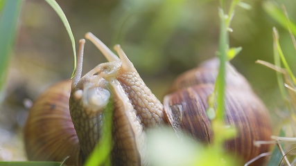 Image showing Snail on ground level macro photo