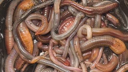 Image showing Many earthworms crawling togather closeup footage