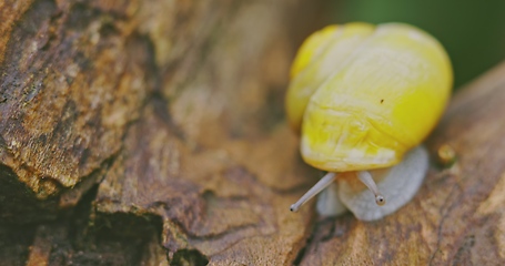 Image showing Small yellow snail crawling on the tree