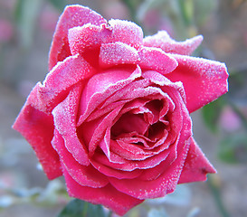 Image showing Rose under hoar-frost