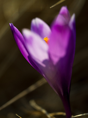 Image showing spring purple flower crocus