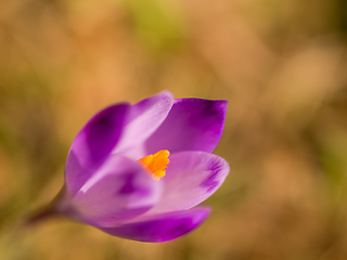 Image showing spring purple flower crocus