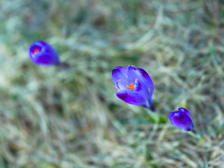 Image showing spring purple flower crocus