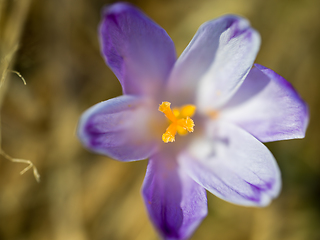 Image showing spring purple flower crocus