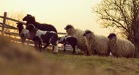 Image showing sheeps