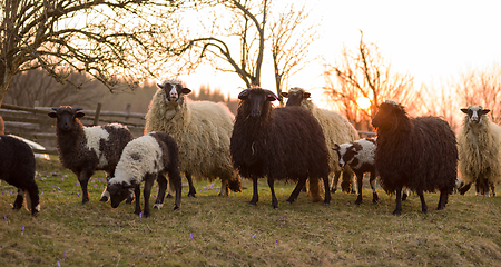 Image showing sheeps