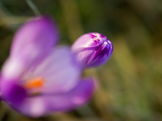 Image showing spring purple flower crocus