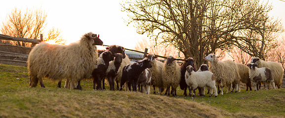 Image showing sheeps