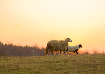 Image showing sheeps