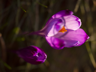 Image showing spring purple flower crocus