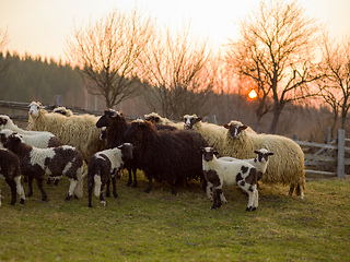 Image showing sheeps