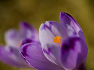 Image showing spring purple flower crocus