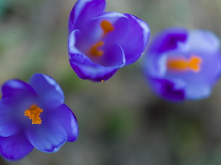 Image showing spring purple flower crocus