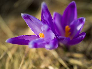 Image showing spring purple flower crocus