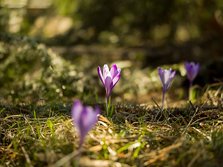 Image showing spring purple flower crocus