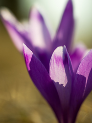 Image showing spring purple flower crocus