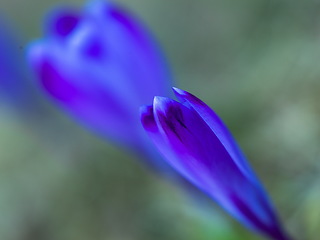 Image showing spring purple flower crocus