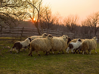 Image showing sheeps