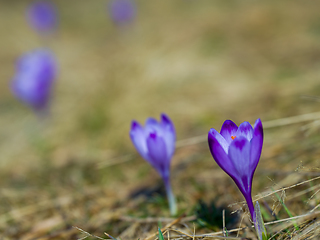 Image showing spring purple flower crocus