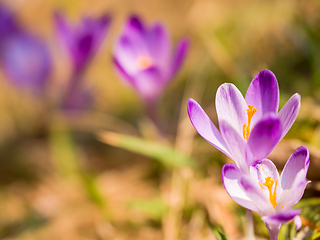 Image showing spring purple flower crocus