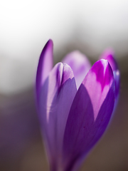 Image showing spring purple flower crocus