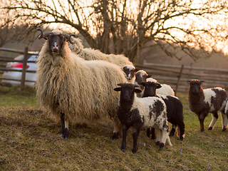 Image showing sheeps