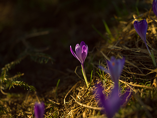 Image showing spring purple flower crocus