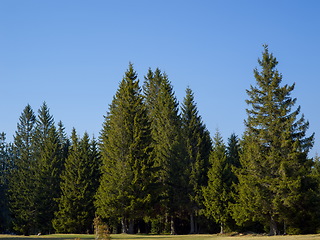 Image showing forest