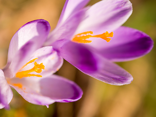 Image showing spring purple flower crocus