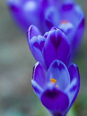 Image showing spring purple flower crocus