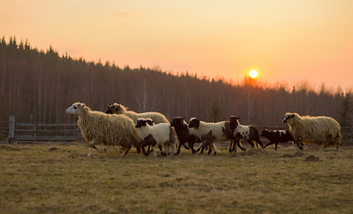 Image showing sheeps