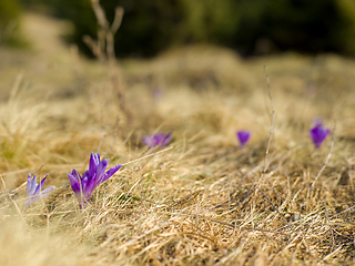 Image showing spring purple flower crocus