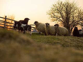 Image showing sheeps