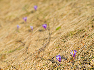 Image showing spring purple flower crocus