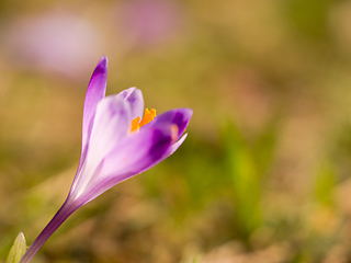 Image showing spring purple flower crocus