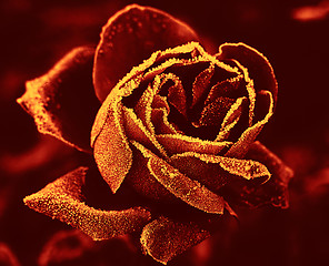Image showing Red Rose under hoar-frost