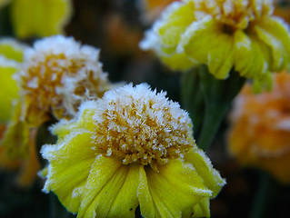 Image showing Flowers under hoar-frost