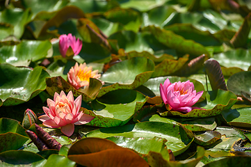 Image showing Red water lily AKA Nymphaea alba f. rosea in a lake