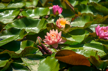 Image showing Red water lily AKA Nymphaea alba f. rosea in a lake