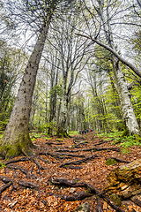 Image showing Group of tourists taking hike through foggy forest