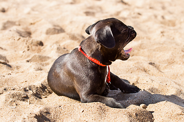 Image showing French bulldog puppy