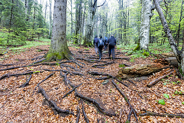 Image showing Group of tourists taking hike through foggy forest