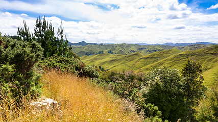 Image showing typical rural landscape in New Zealand