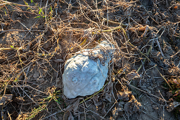 Image showing typical field of pumpkin