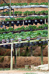 Image showing Strawberry pots in the Strawberry Farm