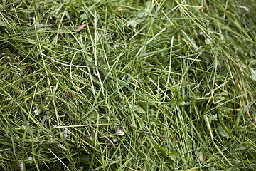 Image showing Fresh cut green grass texture