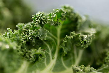 Image showing close up of kale cabbage on table