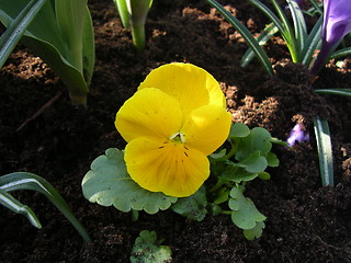 Image showing Flower_22.04.2005