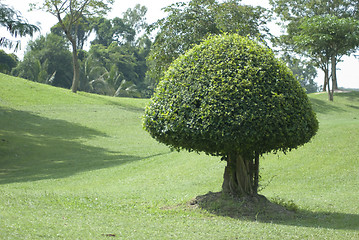 Image showing Green, shaped bush