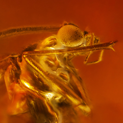 Image showing Fly inclusion in natural amber. Micro photography.